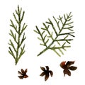 watercolor illustration of thuja twigs and cones, hand-drawn thuja twigs