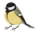 Watercolor illustration titmouse