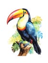 Watercolor illustration of a toco toucan bird.