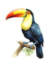 Watercolor illustration of a toco toucan bird perched on a branch. Royalty Free Stock Photo