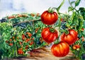 Watercolor Illustration of Tomatoes Fields