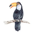 Illustration of toucan bird in australia