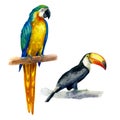 Watercolor illustration. Toucan and parrot. Tropical birds hand-drawn in watercolor