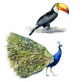 Watercolor illustration. Toucan and peacock. Tropical birds hand-drawn in watercolor