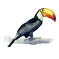Watercolor illustration. Toucan. Tropical bird, hand drawn in watercolor