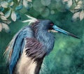 Watercolor illustration of a tricolored heron Royalty Free Stock Photo