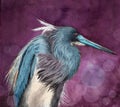 Watercolor illustration of a tricolored heron Royalty Free Stock Photo