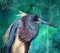 Watercolor illustration of a tricolored heron Royalty Free Stock Photo