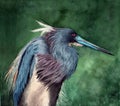 Watercolor illustration of a tricolored heron Royalty Free Stock Photo