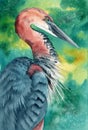 Watercolor illustration of a tricolored heron Royalty Free Stock Photo