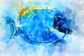 Watercolor illustration of tropic powder blue tang fish Acanthurus leucosternon Royalty Free Stock Photo