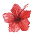 Red flower hibiscus, watercolor illustration Royalty Free Stock Photo