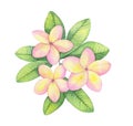 Watercolor illustration, tropical Hawaiian flower, pink yellow bouquet branch of plumeria
