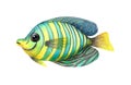 Watercolor illustration of a tropical marine fish isolated. Royalty Free Stock Photo