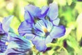 Watercolor illustration of trumpet gentiana blue spring flower