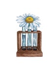 Watercolor illustration of tube rack withsingle chamomile flower. Spring wildflowers