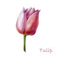 Watercolor illustration tulip flower. Pink tulip bud in watercolor on a white background Royalty Free Stock Photo