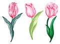 Watercolor illustration Tulips Botanical leaves collection Set of wild and garden and abstract leaves elements arrangements hand Royalty Free Stock Photo