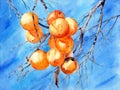 Watercolor illustration of twigs with orange ripe persimmon fruits