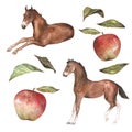 Watercolor illustration of bay foals with red appetizing apple with leaves Royalty Free Stock Photo