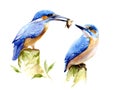 Watercolor illustration with two birds kingfishers.