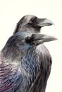 Watercolor illustration of two black ravens Royalty Free Stock Photo