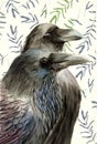 Watercolor illustration of two black ravens with black and blue iridescent feathers Royalty Free Stock Photo
