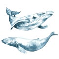 Watercolor illustration of two blue whales