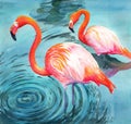 Watercolor illustration of two bright pink flamingos standing in water