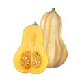 Watercolor illustration with two butternut squashes isolated on white background. Slice of butternut squash.