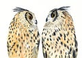 Watercolor illustration of two cute owls with spotted fawn-black feathers