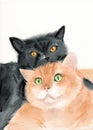 Watercolor illustration of two funny fluffy cats lying on top of each other