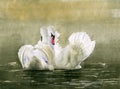 Watercolor illustration of two graceful white swans