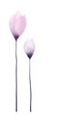 Watercolor illustration of two isolated, spring, lilac, flowers on a long, thin stem.