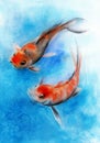 Watercolor illustration of two koi fish Royalty Free Stock Photo