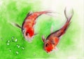 Watercolor illustration of two koi fish with red spots Royalty Free Stock Photo