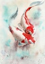 Watercolor illustration of two koi fish with red spots Royalty Free Stock Photo