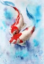Watercolor illustration of two koi fish with red spots in transparent water Royalty Free Stock Photo