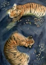 Watercolor illustration of two large striped tigers