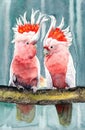 Watercolor illustration of two pink Major Mitchell`s cockatoo with colorful tufts