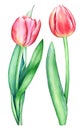 Watercolor illustration of two red tulips on white background Royalty Free Stock Photo
