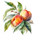 watercolor illustration two ripe peaches on a branch with leaves isolated on white background Royalty Free Stock Photo