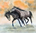 Watercolor illustration of two running playful brown horses Royalty Free Stock Photo