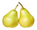 Watercolor illustration of two shiny yellow pears