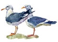 Watercolor illustration of two standing sea gulls