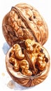 Watercolor Illustration of Two Walnuts with Shell on White Background Still Life Royalty Free Stock Photo
