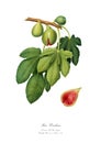 Watercolor illustration of a varietal fig. Royalty Free Stock Photo