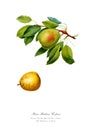 Watercolor illustration of a varietal pear. Royalty Free Stock Photo