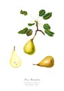 Watercolor illustration of a varietal pear. Royalty Free Stock Photo