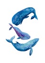 Watercolor illustration vector Three Whales